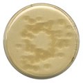 Microbiology Media image